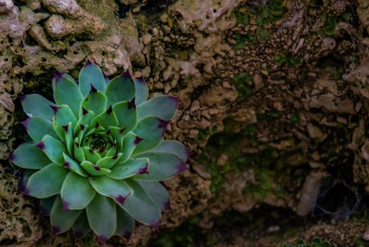 Sempervivum tectorum, Common Houseleek, Perennial plant growing in a botanic garden. No focus, specifically.