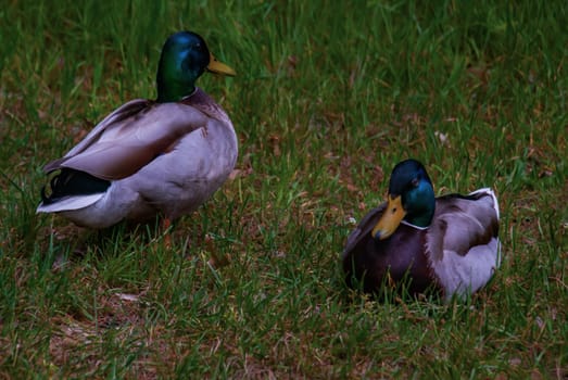A pair of wild ducks sitting on the grass on a Sunny day. Nature. No focus, specifically.