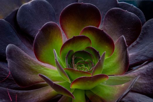 Close-up of Beautiful Aeonium arboreum, Black Aeonium at a botanical garden in spring season, or Irish rose. Top view.