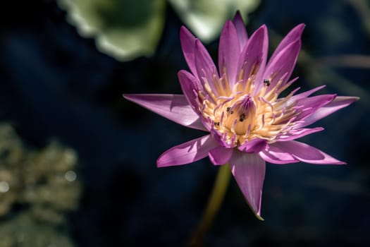 Blooming light purple fancy waterlily or lotus flower with a little bees and flys inside of lotus, copy space.
