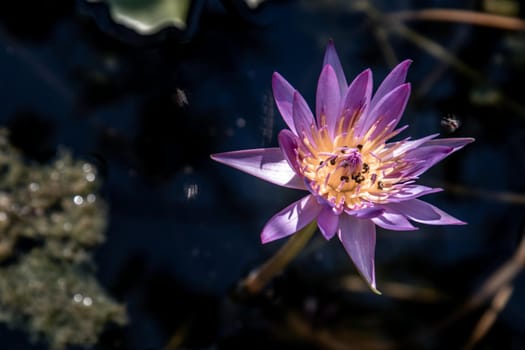 Blooming light purple fancy waterlily or lotus flower with a little bees and flys inside of lotus, copy space.