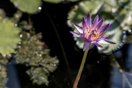 Blooming light purple fancy waterlily or lotus flower with a little bees and flys inside of lotus, copy space.