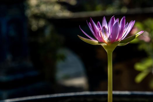 The lotus flower blooms at the pond with green leaves.on the back there is a light Purple lotus flower, copy space.