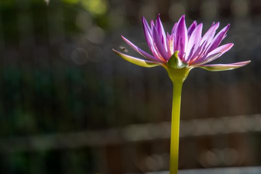 The lotus flower blooms at the pond with green leaves.on the back there is a light Purple lotus flower, copy space.