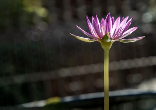 The lotus flower blooms at the pond with green leaves.on the back there is a light Purple lotus flower, copy space.
