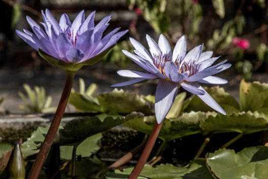 The lotus flower blooms at the pond with green leaves.on the back there is a light Purple lotus flower, copy space.