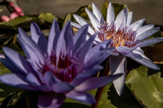 The lotus flower blooms at the pond with green leaves.on the back there is a light Purple lotus flower, copy space.