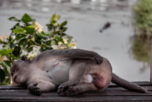 Crab-eating macaque, cynomolgus monkey or long-tailed macaque sleep well on the waterfront pavilion in bangkok, Thailand