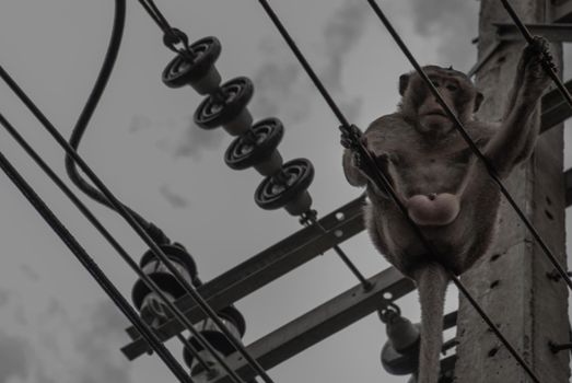 Crab-eating macaque, cynomolgus monkey or long-tailed macaque sits on the electrical cable of overhead lines with sky on background.
