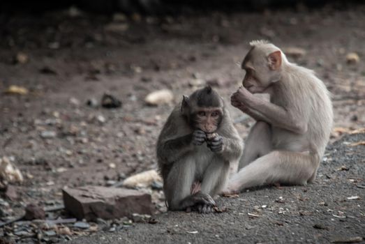 Two baby Monkeys (Crab-eating macaque) eating food that people give in bangkok, Thailand