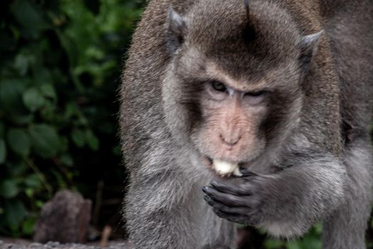 Close-up of Monkeys (Crab-eating macaque) eating food that people give in bangkok, Thailand