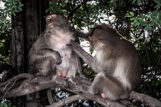 Crab-Eating Macaque (Long-Tailed Macaque) Cleaning Another Macaque monkey in Bangkok, Thailand, Selective focus.