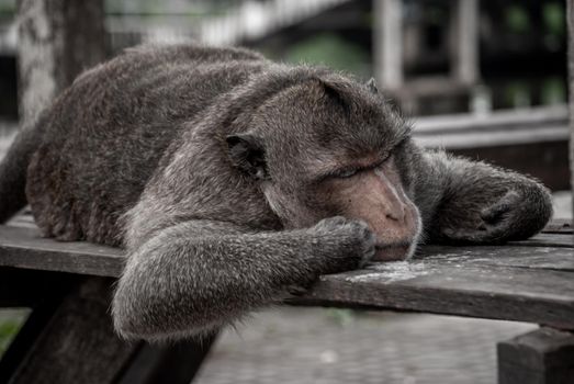 A monkey (Crab-eating macaque) sleep well on the waterfront pavilion, Bangkok, Selective focus.