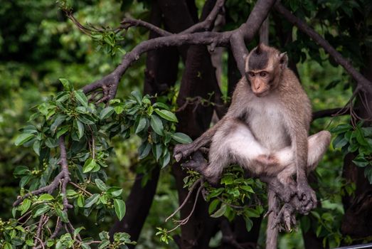 A monkey (Crab-eating macaque) to sit leisurely the atmosphere in the afternoon, Bangkok, Selective focus.
