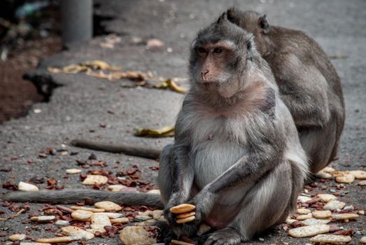 Two Monkeys (Crab-eating macaque) eating food that people give in bangkok, Thailand, Selective focus.