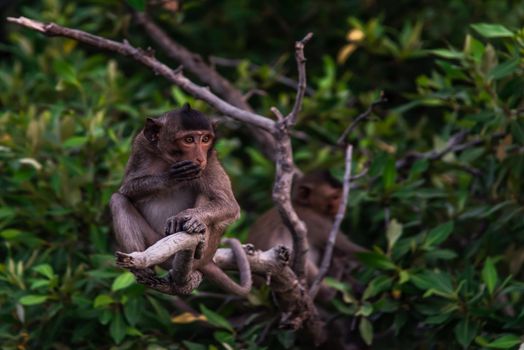 Small macaque, A little monkey (Crab-eating macaque) sitting on a branch in the evening, Thailand, Selective focus.