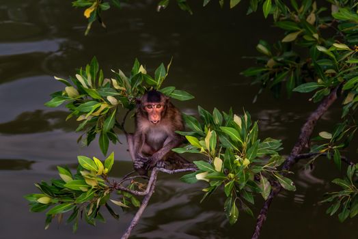 Small macaque, A little monkey (Crab-eating macaque) sitting alone on a branch looking at camera in the evening, Thailand, Selective focus.