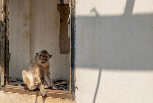 A monkey dodge the heat in the window on abandoned building. Selective focus.