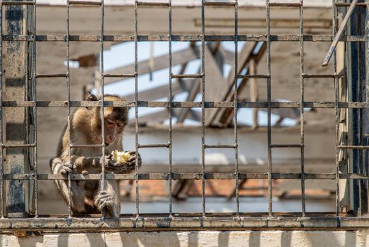 A monkey climbing on an iron window in an abandoned Building. Selective focus.