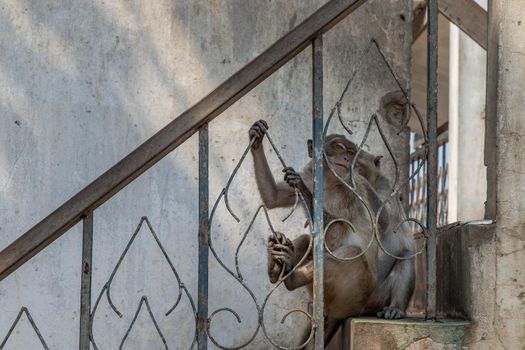 A monkey on an old iron railing. Selective focus.
