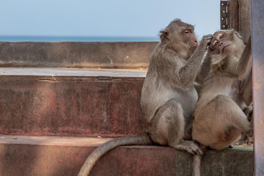 A monkey cleaning Another monkey on an railing in the abandoned building by the sea. Selective focus.