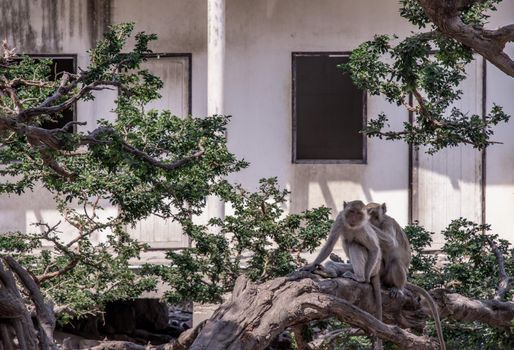 Two monkeys Cleaning Another monkey on tree in front of the abandoned building. Selective focus.