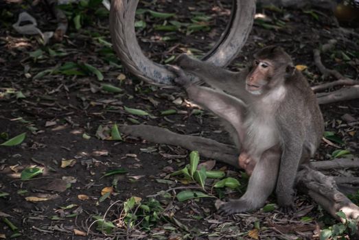 A monkey (Crab-eating macaque) to sit leisurely the atmosphere in the afternoon in bangkok, Thailand.