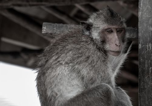 A monkey (Crab-eating macaque) to sitting leisurely the atmosphere on the waterfront pavilion, Bangkok.
