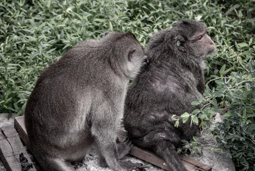 Crab-Eating Macaque (Long-Tailed Macaque) Cleaning Another Macaque monkey in Bangkok, Thailand