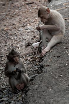 Two baby Monkeys (Crab-eating macaque) eating food that people give in bangkok, Thailand