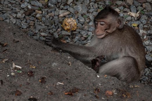 A monkey (Crab-eating macaque) to sit leisurely the atmosphere in the afternoon in bangkok, Thailand.