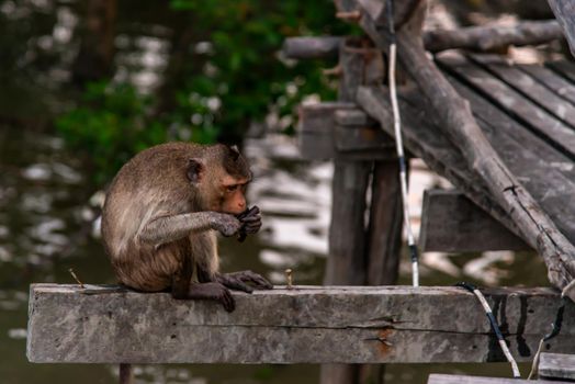 Small macaque, A little monkey (Crab-eating macaque) sitting alone  is eating on the tree branch in the evening, Thailand, Selective focus.