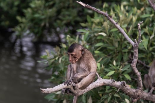 Small macaque, A little monkey (Crab-eating macaque) sitting alone on a branch in the evening, Thailand, Selective focus.