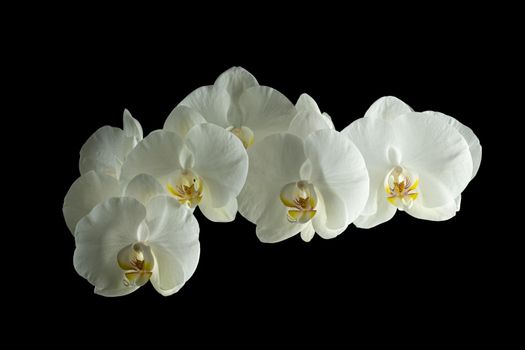 White flowers on a black background. Isolated object. Orchid with white petals.