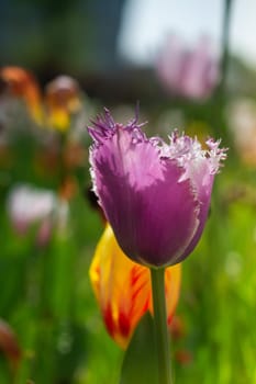 Beautiful colorful tulips flower in spring time garden