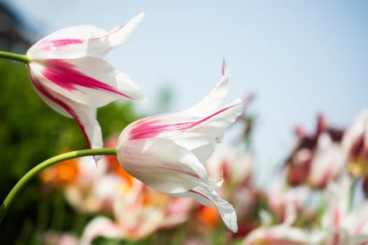 Beautiful colorful tulips flower in spring time garden