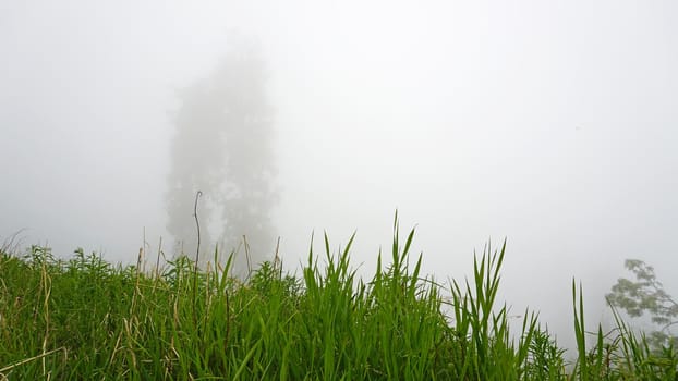 A heavy fog covered the forest. Green trees, grass, if everything is in the clouds. Mountainous terrain, nothing to see. A light wind stirs the branches and grass. Mystical place, dark. Chimbulak.