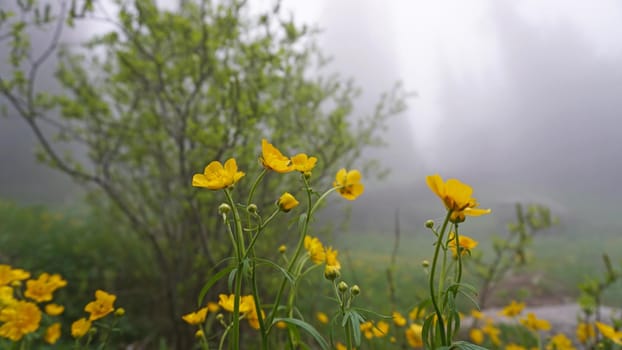 Yellow flowers in the fog. The whole forest is in a heavy fog. Yellow flowers, trees, green grass and bushes are shrouded in fog. The mystical atmosphere. A woman is walking along the path.