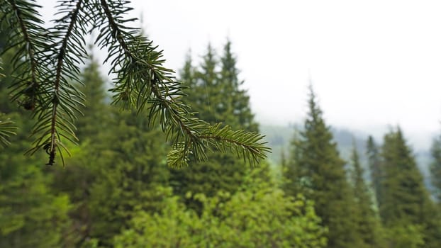 A heavy fog covered the forest. Green trees, grass, if everything is in the clouds. Mountainous terrain, nothing to see. A light wind stirs the branches and grass. Mystical place, dark. Chimbulak.