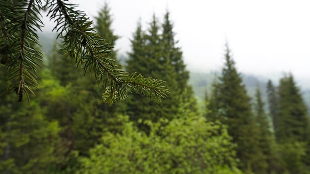 A heavy fog covered the forest. Green trees, grass, if everything is in the clouds. Mountainous terrain, nothing to see. A light wind stirs the branches and grass. Mystical place, dark. Chimbulak.