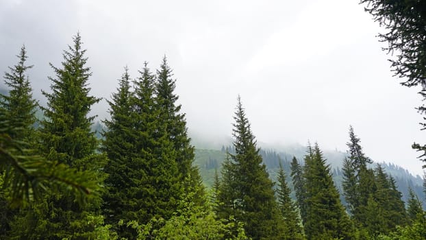 A heavy fog covered the forest. Green trees, grass, if everything is in the clouds. Mountainous terrain, nothing to see. A light wind stirs the branches and grass. Mystical place, dark. Chimbulak.