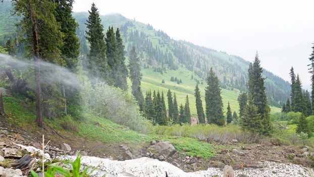 The water pressure broke out in the forest. The fountain from the pipe hits side of the forest in the mountains. Green fields, grass, coniferous trees and gloomy sky. Cloudy weather. Snow in places.