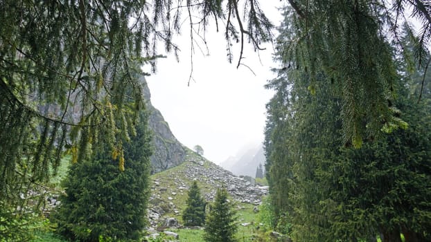 Spruce trees in the forest in the mountains. Bright weather, visible raindrops. Clouds fly by. View of coniferous trees, sky, green fields and mountains. There are rocks in some places. Green grass.