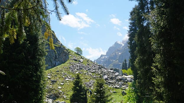 Spruce trees in the forest in the mountains. Bright weather, visible raindrops. Clouds fly by. View of coniferous trees, sky, green fields and mountains. There are rocks in some places. Green grass.