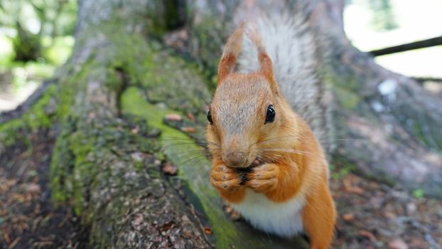 A red squirrel with a bushy tail nibbles a nut. I look at the camera. Forest environment. Green moss on trees. The squirrel tries to grab the camera. Funny forest animal.