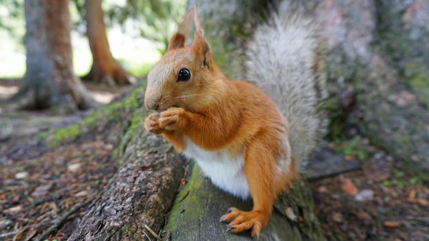 A red squirrel with a bushy tail nibbles a nut. I look at the camera. Forest environment. Green moss on trees. The squirrel tries to grab the camera. Funny forest animal.