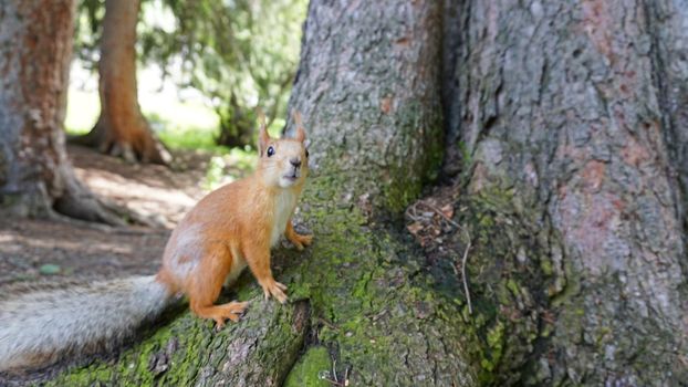 A red squirrel with a bushy tail nibbles a nut. I look at the camera. Forest environment. Green moss on trees. The squirrel tries to grab the camera. Funny forest animal.