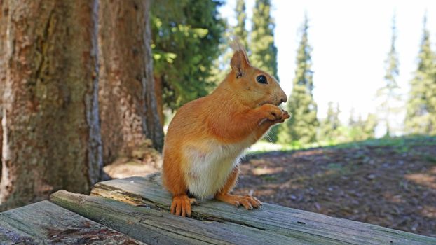 A red squirrel with a bushy tail nibbles a nut. Takes a nut from his hand. Forest environment. Green moss on trees. Squirrel sitting on a bench. Funny forest animal.