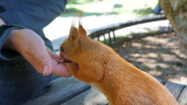 A red squirrel with a bushy tail nibbles a nut. Takes a nut from his hand. Forest environment. Green moss on trees. Squirrel sitting on a bench. Funny forest animal.