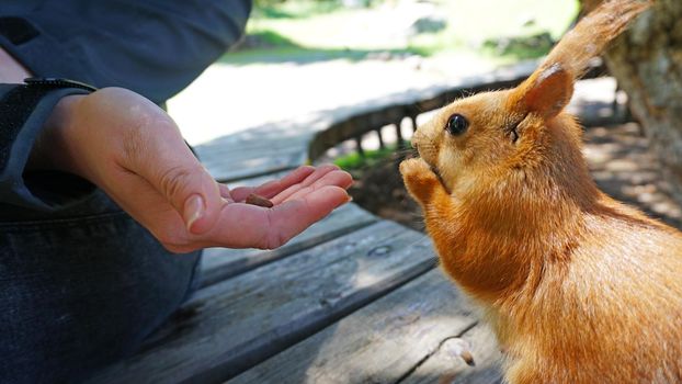 A red squirrel with a bushy tail nibbles a nut. Takes a nut from his hand. Forest environment. Green moss on trees. Squirrel sitting on a bench. Funny forest animal.